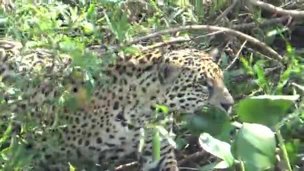 Une Énorme Femelle Jaguar Déplace Long Rivière Cuiab Pantanal Brésil — Video