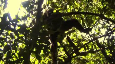 Bir şempanzenin ağaçtan yere nasıl indiğini gösteren nadir bir sahne, Budongo Ormanı, Uganda.