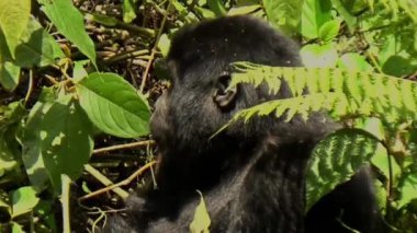 Bir bebek dağ gorili Bwindi Geçilmez Ormanı, Uganda 'da besleniyor..