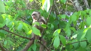 White-fronted capuchin in the Amazon forest.