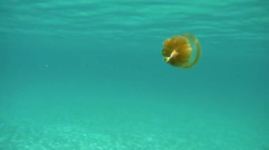 Endonezya 'daki Komodo Deniz Parkı' nda denizanası avı.