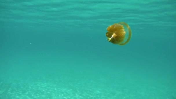 Vânătoare Meduze Komodo Marine Park Indonezia — Videoclip de stoc