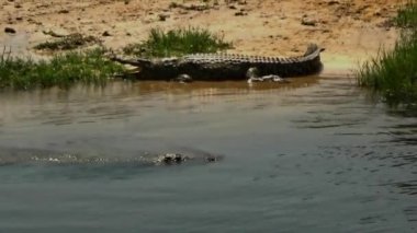 Murchison Falls Ulusal Parkı, Uganda 'da Timsahlar.