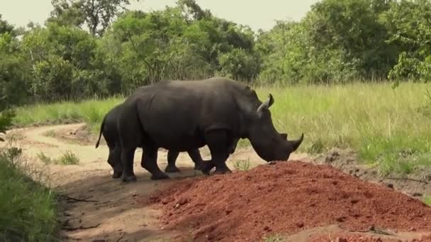 Группа Белых Носорогов Заповеднике Уганда Африка — стоковое видео