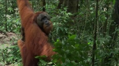 Gunung Leuser Ulusal Parkı, Sumatra, Endonezya 'da büyük bir Sumatra orangutan erkek..