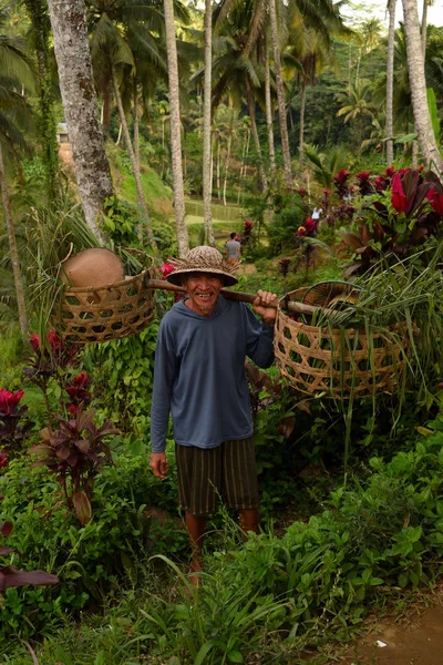 Terraza de arroz en el pueblo de Tegallang en un día maravilloso, Bali — Foto de Stock