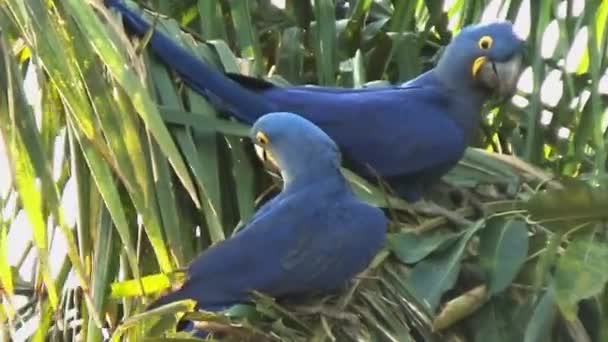 Paire Aras Jacinthe Sur Palmier Pantanal — Video