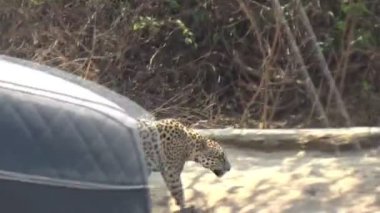 Rio Cuiaba nehir kıyısındaki Jaguar kadın, Porto Jofre, Brezilya.