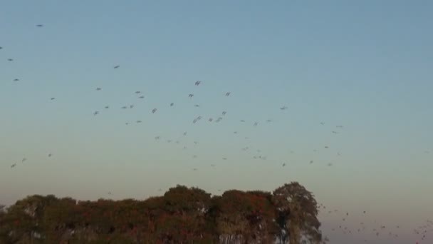 Ibis Escarlata Sobre Delta Das Americas Parnaiba Brasil — Vídeo de stock