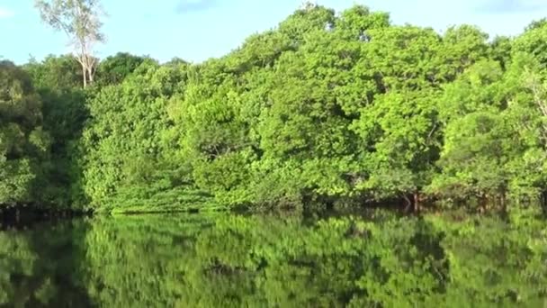 Плаваючи Водах Ріо Негру Гілками Амазонія Бразилія — стокове відео