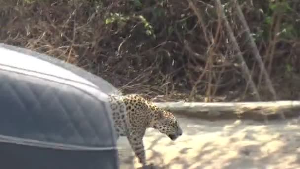 Jaguar Kvinna Rio Cuiaba Flodbanken Porto Jofre Brasilien — Stockvideo