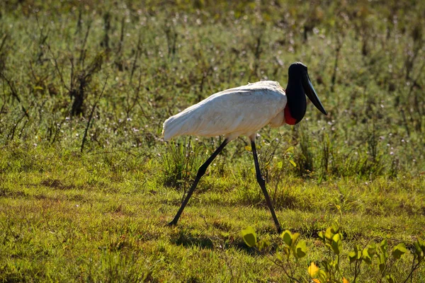 Jabiru Stork που φέρουν στο Ρίο Κουιάμπα, Pantanal, Βραζιλία — Φωτογραφία Αρχείου