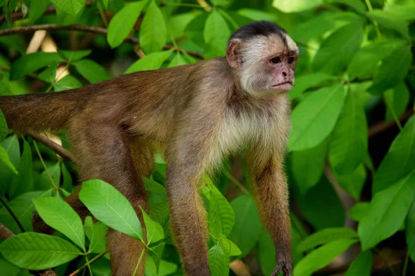 Λευκό μπροστινό capuchin στη ζούγκλα, Amazon, Βραζιλία. — Φωτογραφία Αρχείου