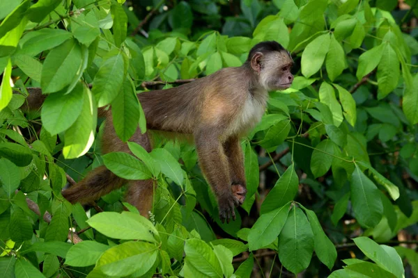 Capuchinho de frente branca na selva, Amazonas, Brasil . — Fotografia de Stock