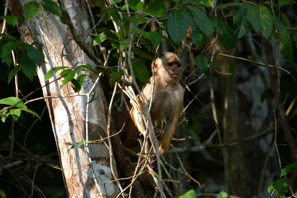 Λευκό μπροστινό capuchin στη ζούγκλα, Amazon, Βραζιλία. — Φωτογραφία Αρχείου