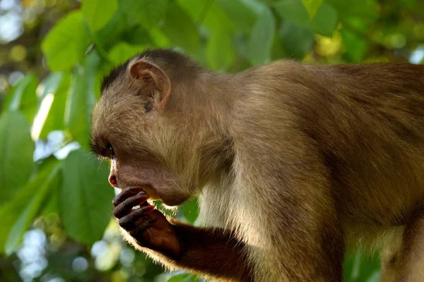 Capuchino frenteblanco en la selva, Amazonas, Brasil . —  Fotos de Stock