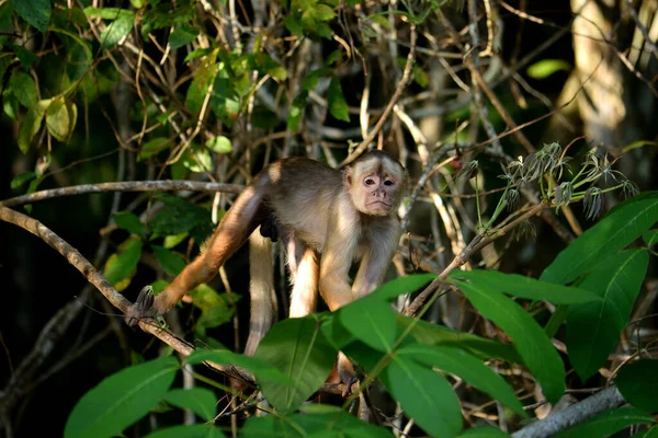 Fehér kapucinus a dzsungelben, Amazonas, Brazília. — Stock Fotó