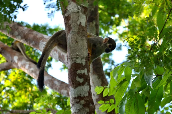 Mókusmajom a dzsungelben, Amazon, Brazília. — Stock Fotó