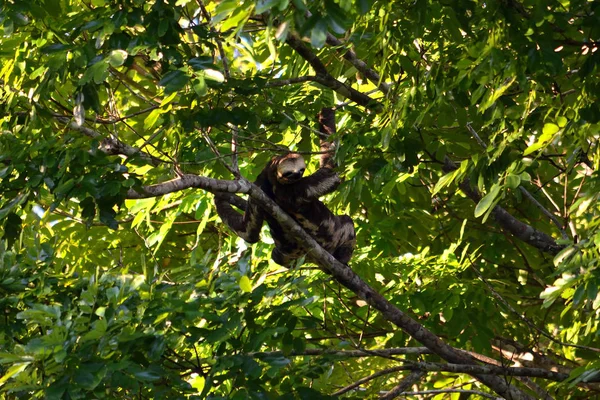 Sloth in the jungle on the banks of the Rio Ariau, Amazon