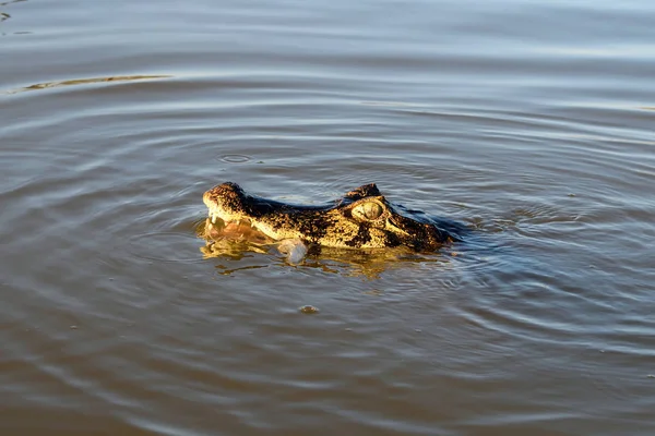 Jacare Caiman w Rio Cuiaba, Pantanal, Brazylia. — Zdjęcie stockowe