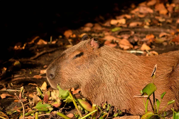 Capybara στην όχθη του ποταμού Rio Cuiaba, Pantanal. — Φωτογραφία Αρχείου