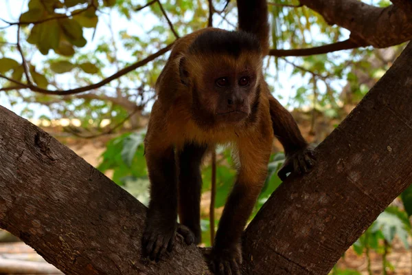 Capuchin monkey or Prego macaque on Rio Parnaiba Delta — Stock Photo, Image