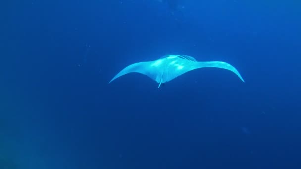 Egy Ördögrája Közelsége Plankton Etetés Közben — Stock videók