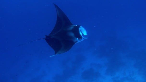 Closeup Manta Ray While Feeding Plankton — Stock Video