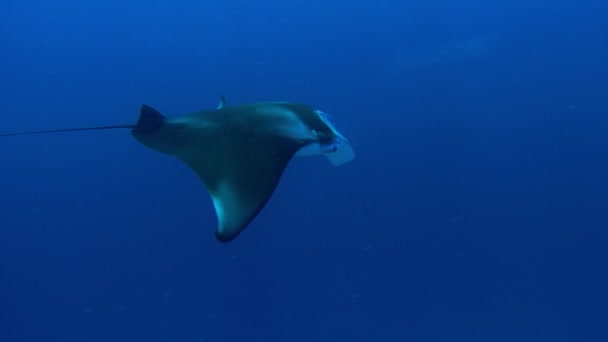 Egy Ördögrája Közelsége Plankton Etetés Közben — Stock videók