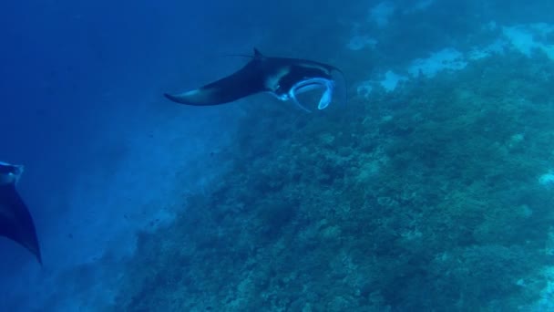 浮游生物喂食过程中的曼塔射线闭塞 — 图库视频影像