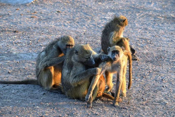 Μια ομάδα μπαμπουίνων που προετοιμάζονται στο Εθνικό Πάρκο του Chobe. — Φωτογραφία Αρχείου