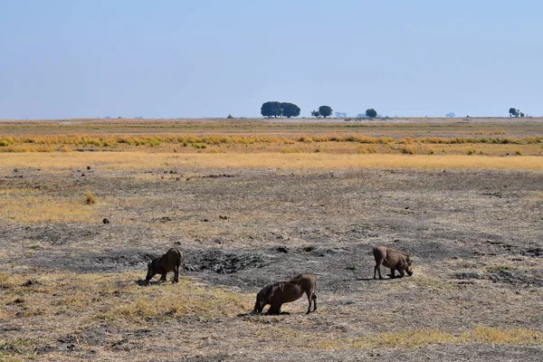 Chobe Ulusal Parkı 'nda bir grup yaban domuzu. — Stok fotoğraf