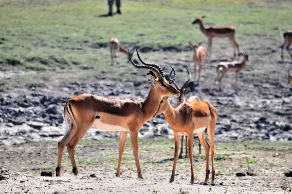 Un pequeño grupo de impala en el Parque Nacional Chobe — Foto de Stock