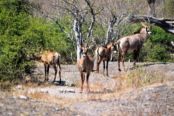 Un pequeño grupo de antílopes romanos en el Parque Nacional Chobe — Foto de Stock