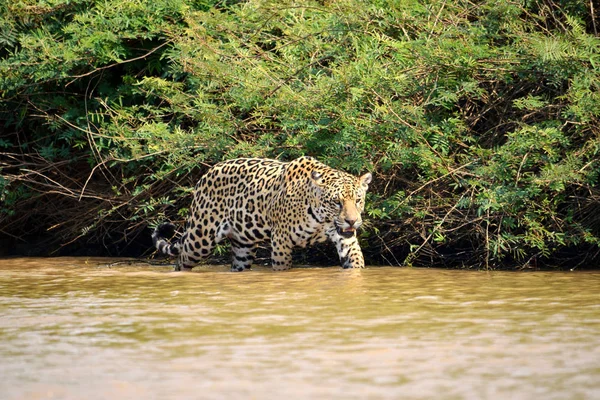 Rio Cuiaba nehir kıyısındaki Jaguar kadın, Porto Jofre, Brezilya.