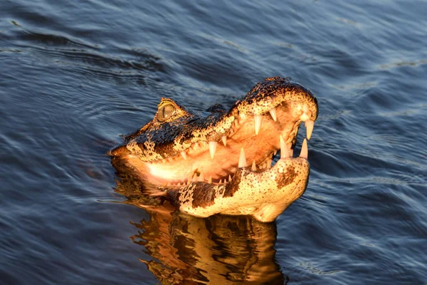 Jacare Caiman en Rio Cuiaba, Pantanal, Brasil . — Foto de Stock