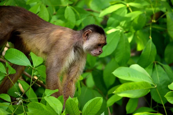 White fronted capuchin in the jungle, Amazon, Brazil. — Stock Photo, Image