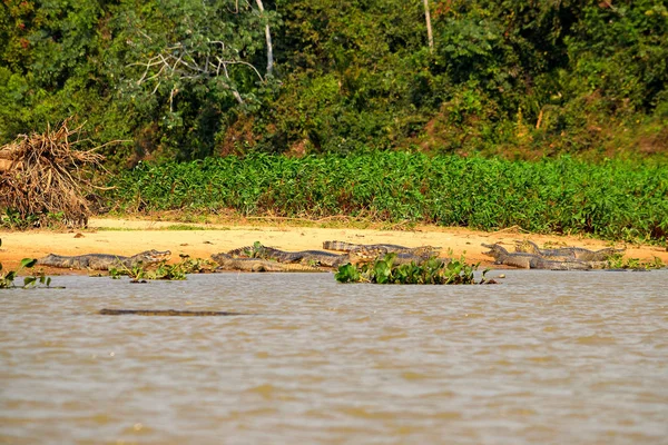 Jacare Caimans sulla riva del fiume Rio Cuiaba, Pantanal — Foto Stock
