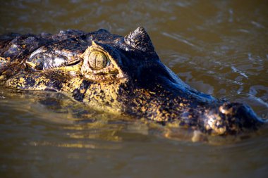 Rio Cuiaba 'da Jacare Caiman, Pantanal, Brezilya.