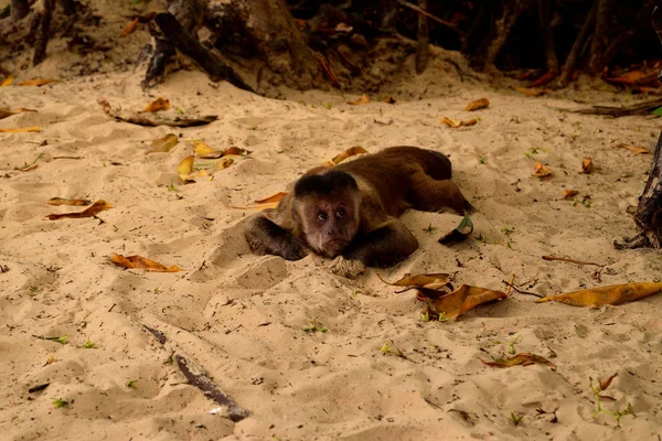 Πιθήκους Capuchin ή Prego macaque στο Rio Parnaiba Delta — Φωτογραφία Αρχείου