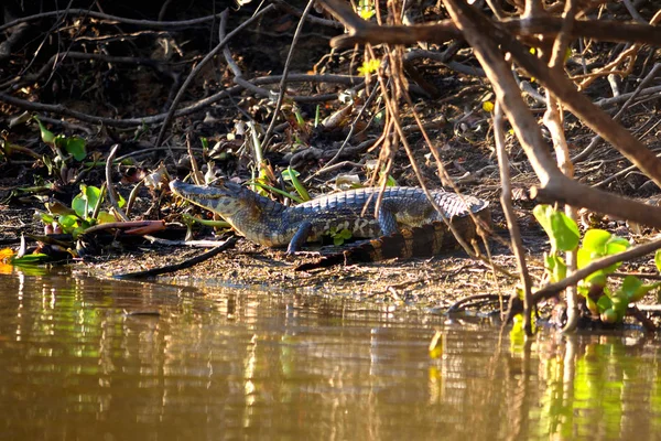 Jacare Caiman Rio Cuiaba, Pantanal, Brazília. — Stock Fotó