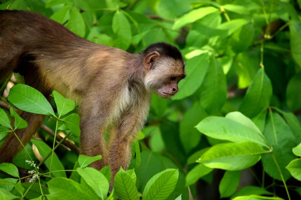 Vit fronted capuchin i djungeln, Amazon, Brasilien. — Stockfoto