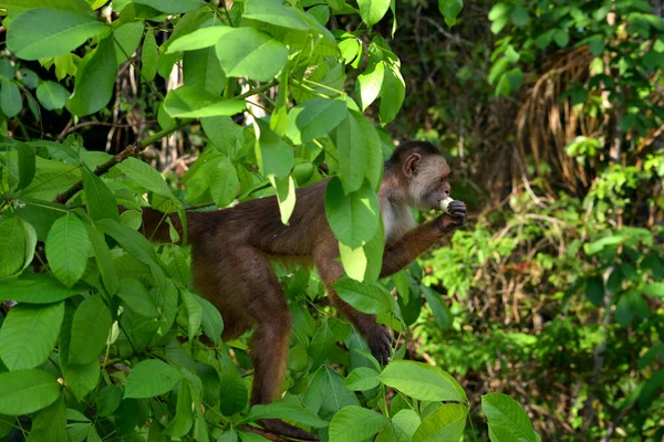 Witkopkapucijner in de jungle, Amazone, Brazilië. — Stockfoto