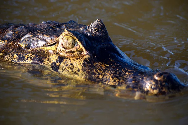 Jacare Caiman en Rio Cuiaba, Pantanal, Brasil . — Foto de Stock