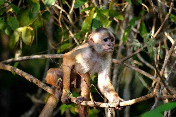 Fehér kapucinus a dzsungelben, Amazonas, Brazília. — Stock Fotó