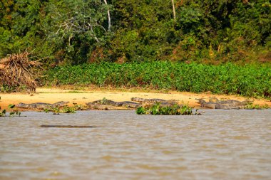 Rio Cuiaba nehir kıyısında Jacare Caimans, Pantanal