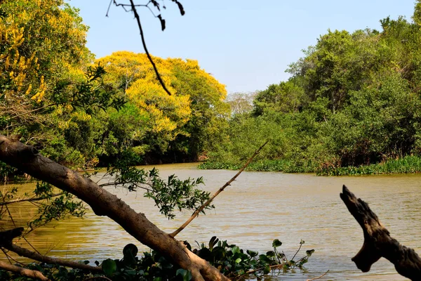 Clásico maravilloso panorama de un humedal, Pantanal — Foto de Stock