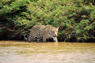 Rio Cuiaba nehir kıyısındaki Jaguar kadın, Porto Jofre, Brezilya.