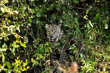 Rio Cuiaba nehir kıyısındaki Jaguar kadın, Porto Jofre, Brezilya.