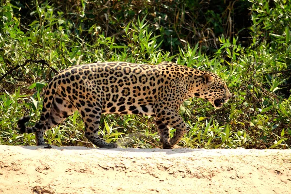 Jaguarweibchen am Ufer des Rio Cuiaba, Porto Jofre, Brasilien. — Stockfoto
